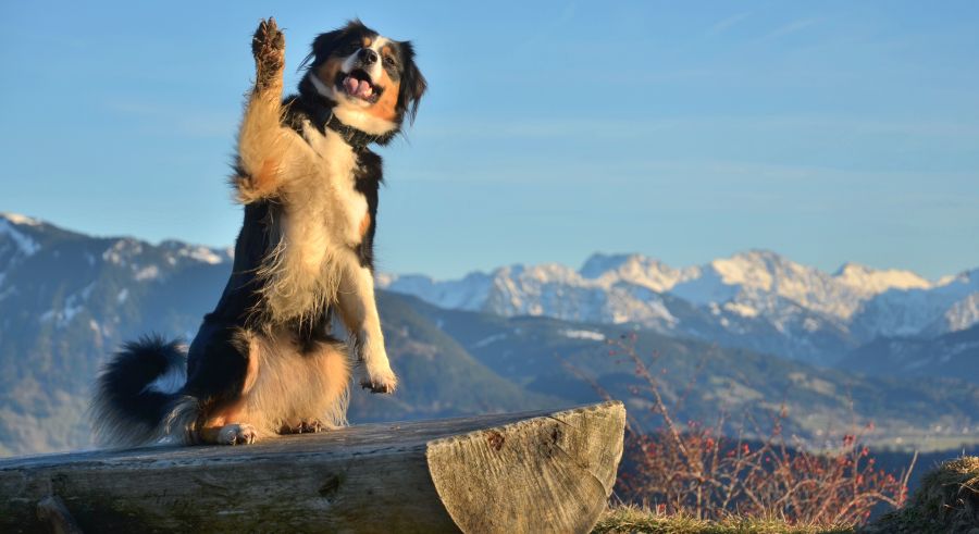 Hund winkt auf Berg in Österreich