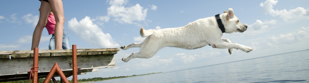 Hund springt am See ins Wasser