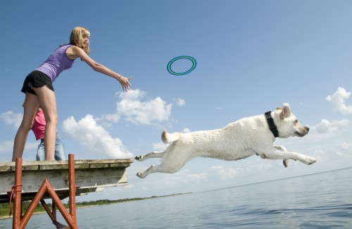 Hund springt vom Steg in einen See