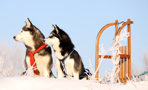 Hunde neben Schlitten im Schnee